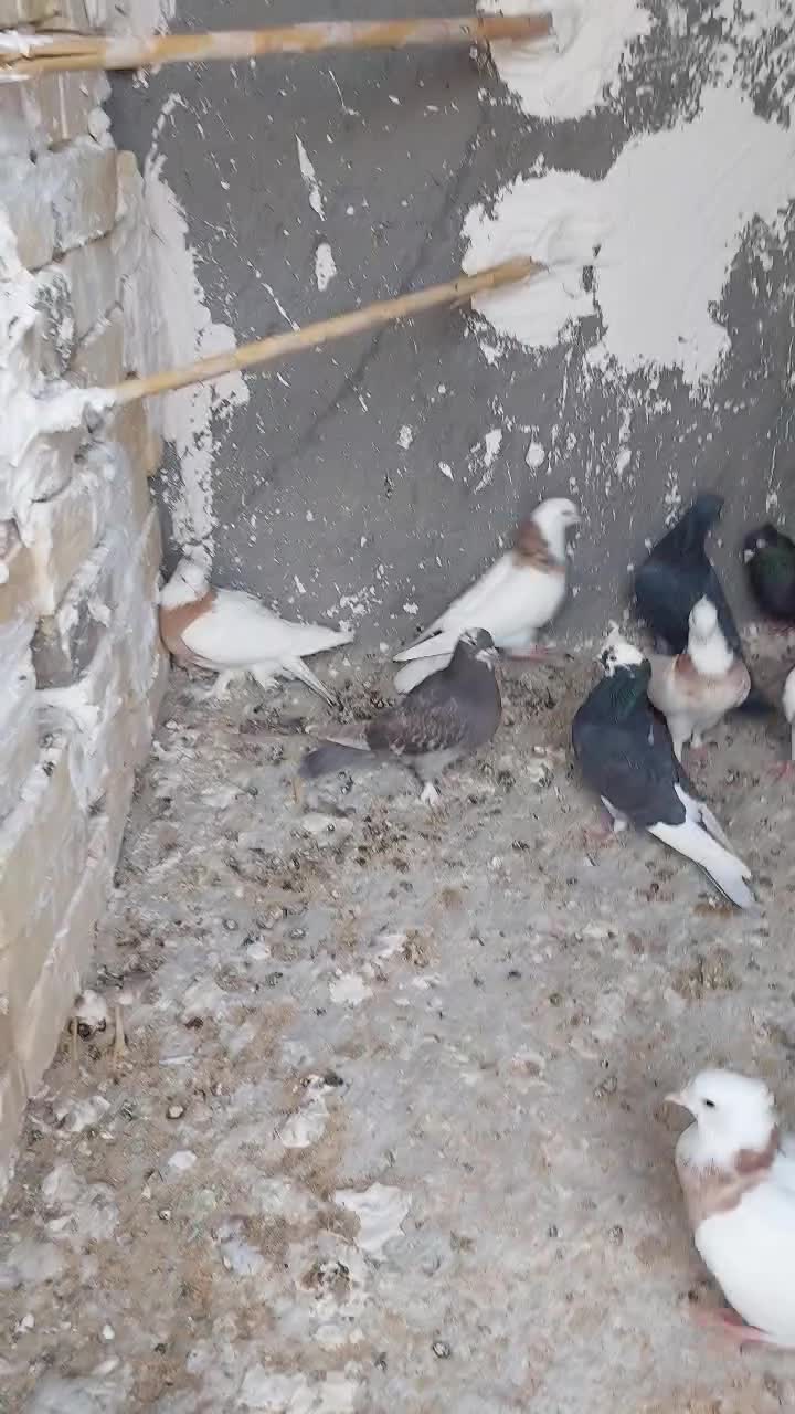 رنگی|پرنده|کهک, |دیوار