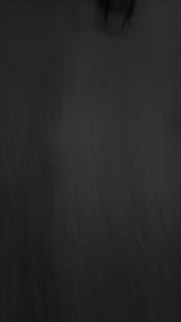 سگ شیواوا|سگ|بم, |دیوار