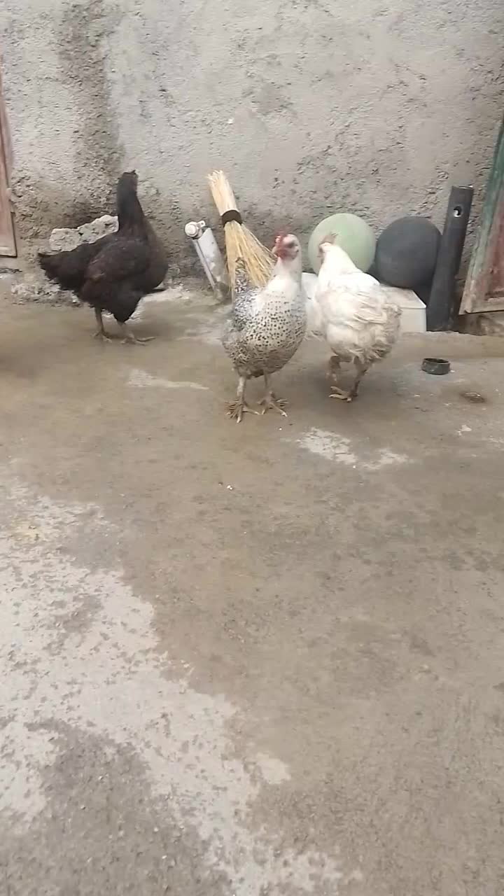 مرغ|حیوانات مزرعه|خاوه, |دیوار