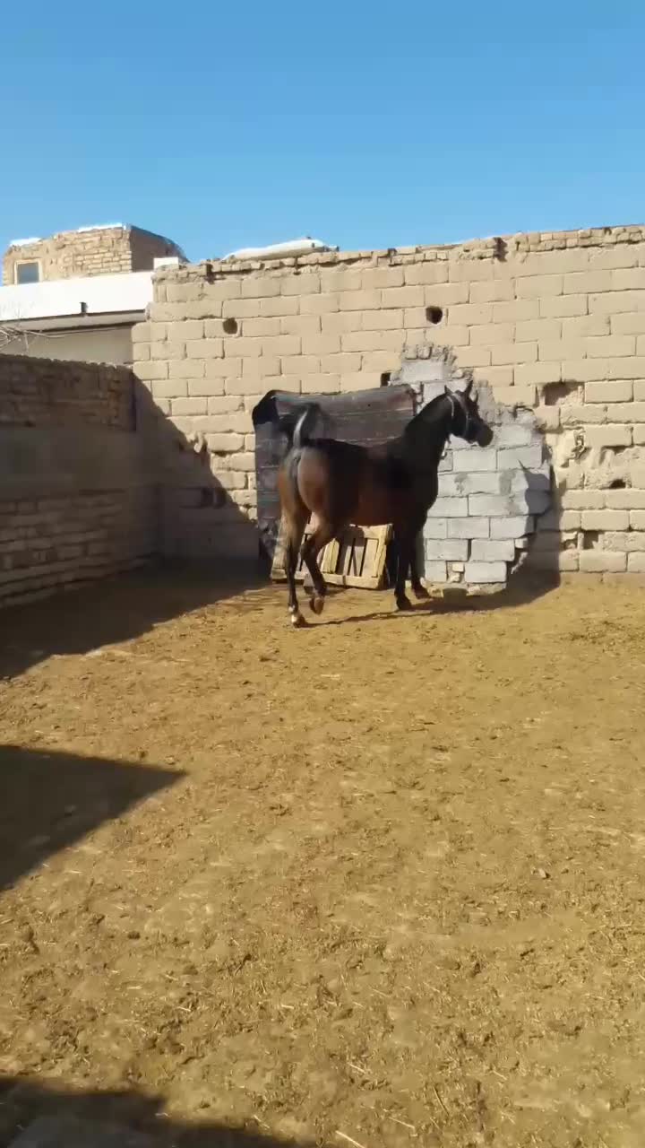 استثنایی ترین‌مادیان‌|اسب و تجهیزات اسب‌سواری|تهران, آرژانتین|دیوار