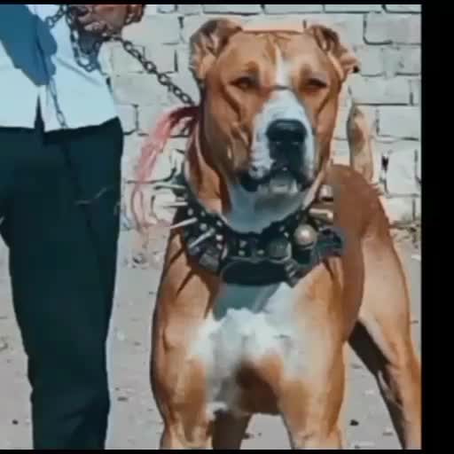 واگذاری چندقلاده سگ و خواستارسگ|سگ|سبزوار, پاسداران|دیوار