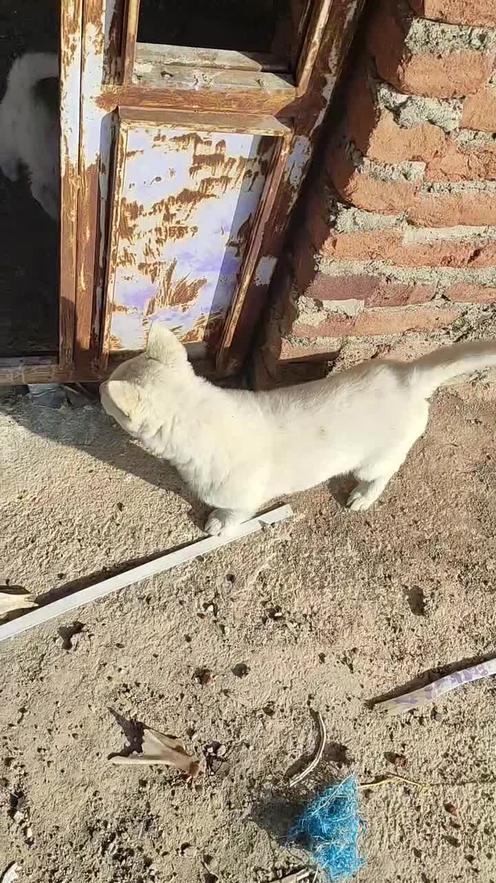 توله پاکوتاه|سگ|بناب, |دیوار