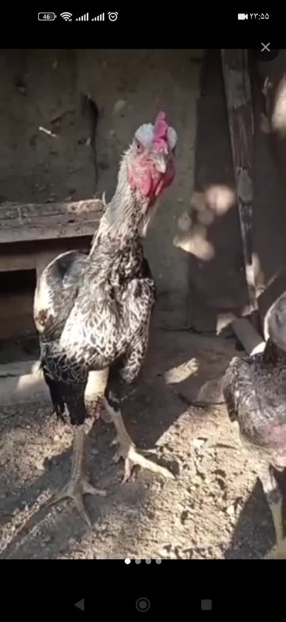 یک عدد خروس یک عدد مرغ دوتا فریح|حیوانات مزرعه|انزل, |دیوار