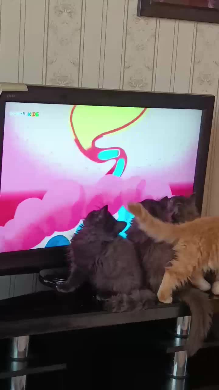 گربه پرشین|گربه|شیراز, درکی|دیوار