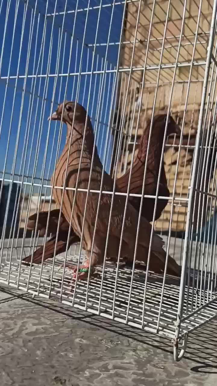 زرد سرخ کرمونی|پرنده|مشهد, شهید آوینی|دیوار