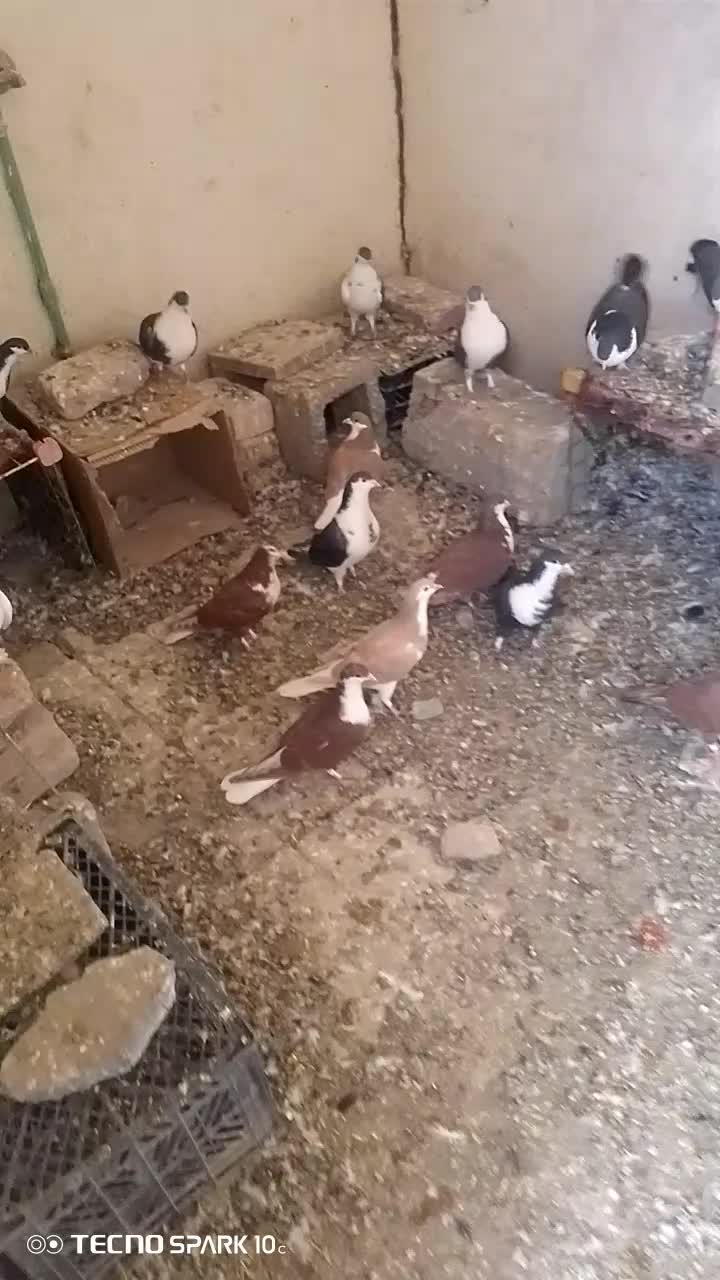 کفتر ریشی فروشی 25عدد|پرنده|میرجاوه, |دیوار