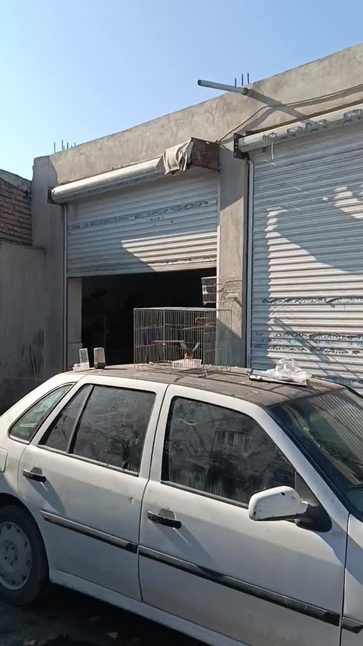 قناری دارچینی سوخته|پرنده|گنبد کاووس, |دیوار