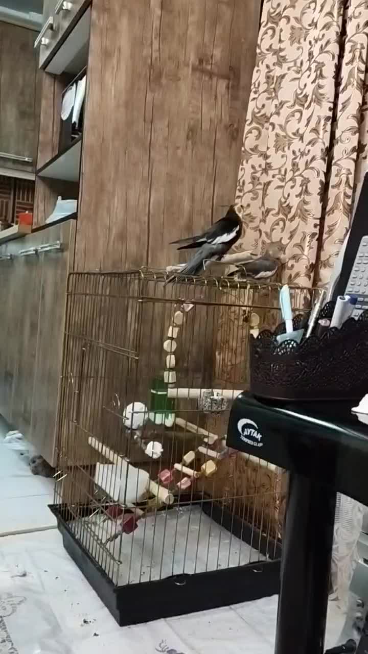 عروس هلندی نر خیلی خوب سرحال آواز خان|پرنده|هشتگرد, شهرک بوستان|دیوار