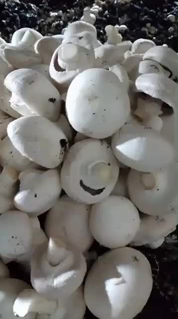 قارچ درجه دو و اسلایس قارچ|خوردنی و آشامیدنی|اصفهان, ابر|دیوار