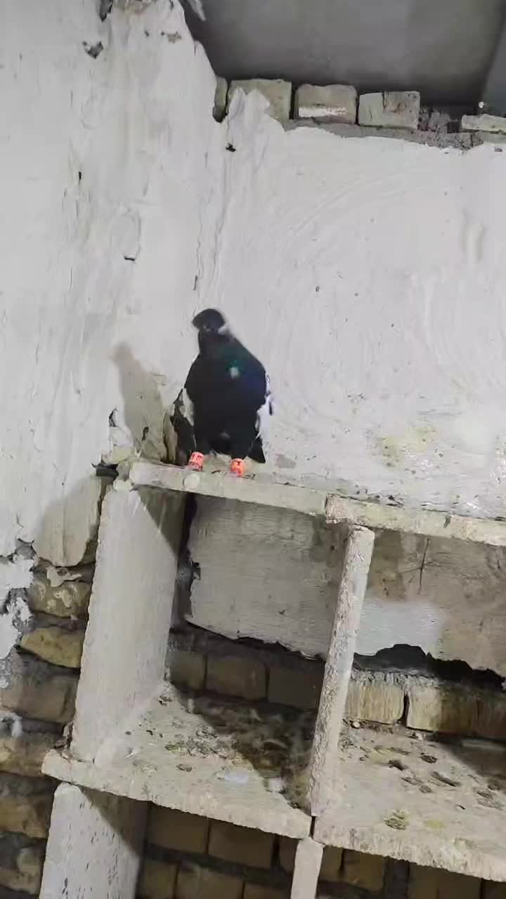 کبوتر|پرنده|اهواز, اهواز|دیوار