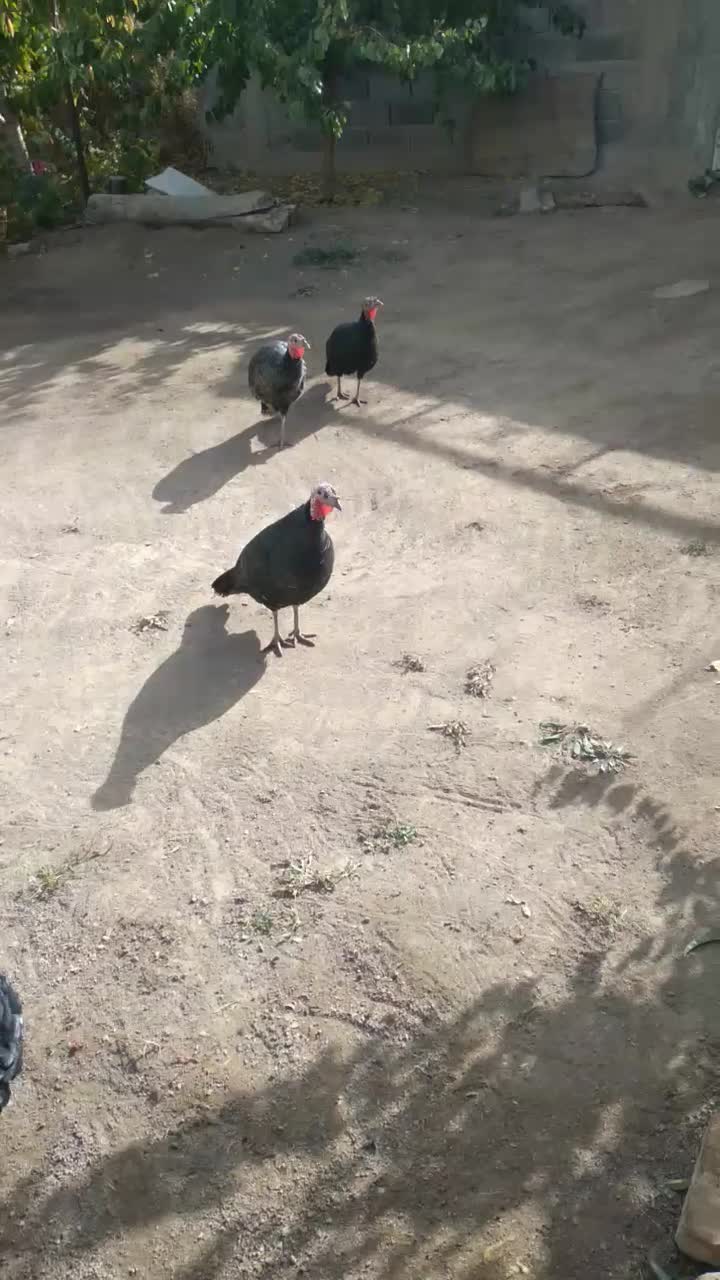 بوقلمون|حیوانات مزرعه|کوثر, |دیوار