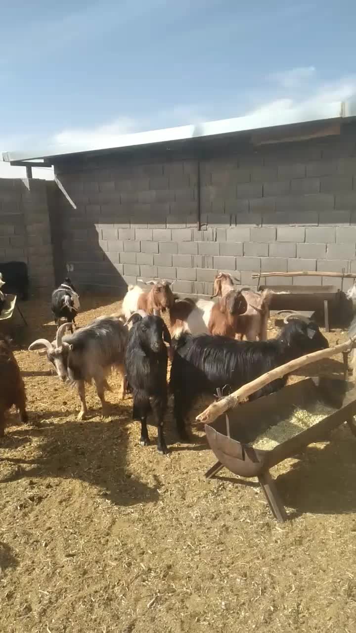 بز   داشتی|حیوانات مزرعه|آباده, |دیوار