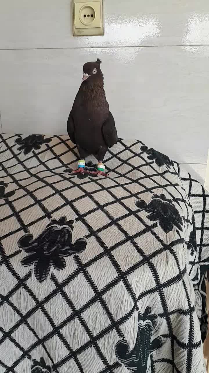 قهوه ایی ابادانی خوشکل نر معاوضه هم دارم|پرنده|شوش, |دیوار