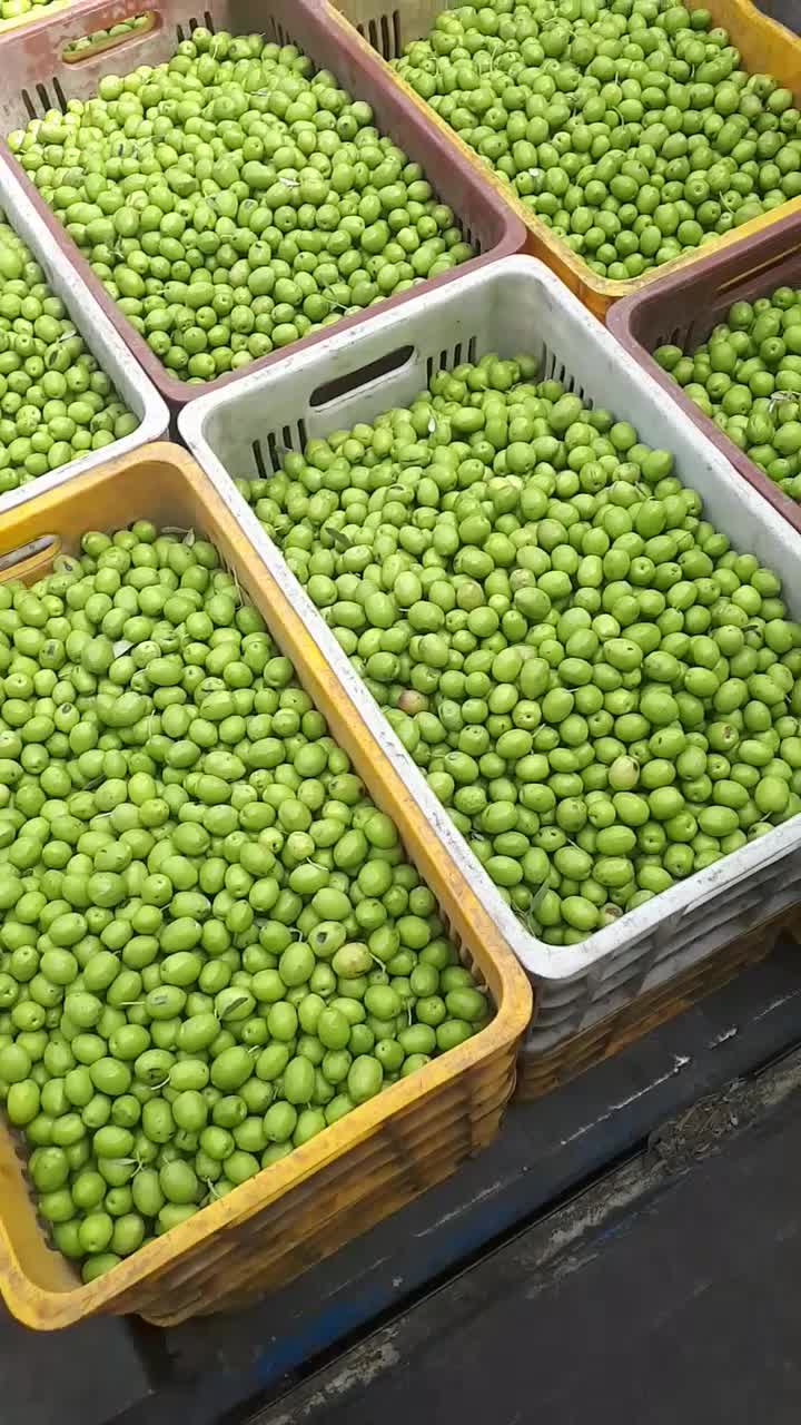 کارگاه فراوری و پخش زیتون|عمدهفروشی|تاکستان, |دیوار