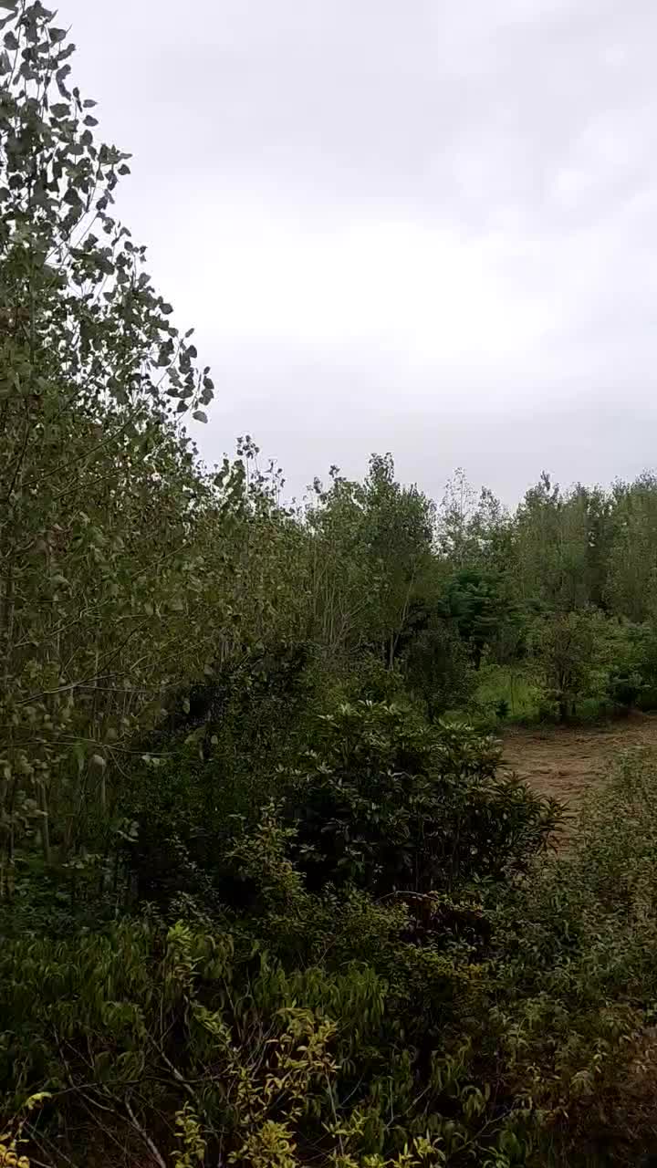 فروش ۲۲۵متر زمین باغی شمال یا معاوضه با خودرو|فروش زمین و ملک کلنگی|تهران, کامرانیه|دیوار