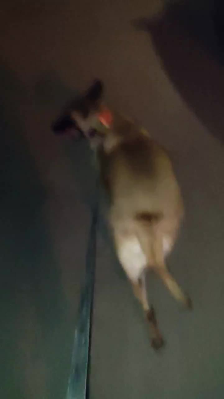 سگ مالینویز ماده|سگ|سیرجان, |دیوار