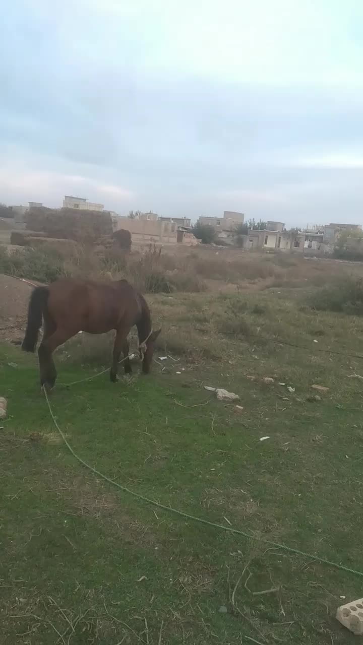 اسب|اسب و تجهیزات اسب‌سواری|پارس‌آباد, |دیوار