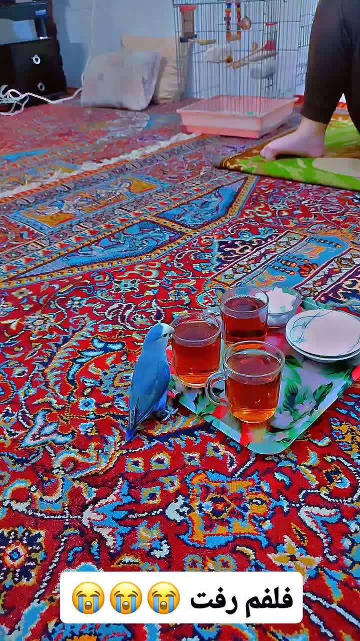 گمشده|حیوانات|آزادشهر, |دیوار