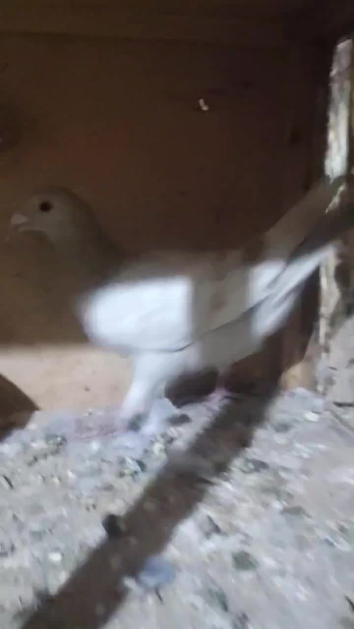 ماده خطی لیمویی|پرنده|شال, |دیوار