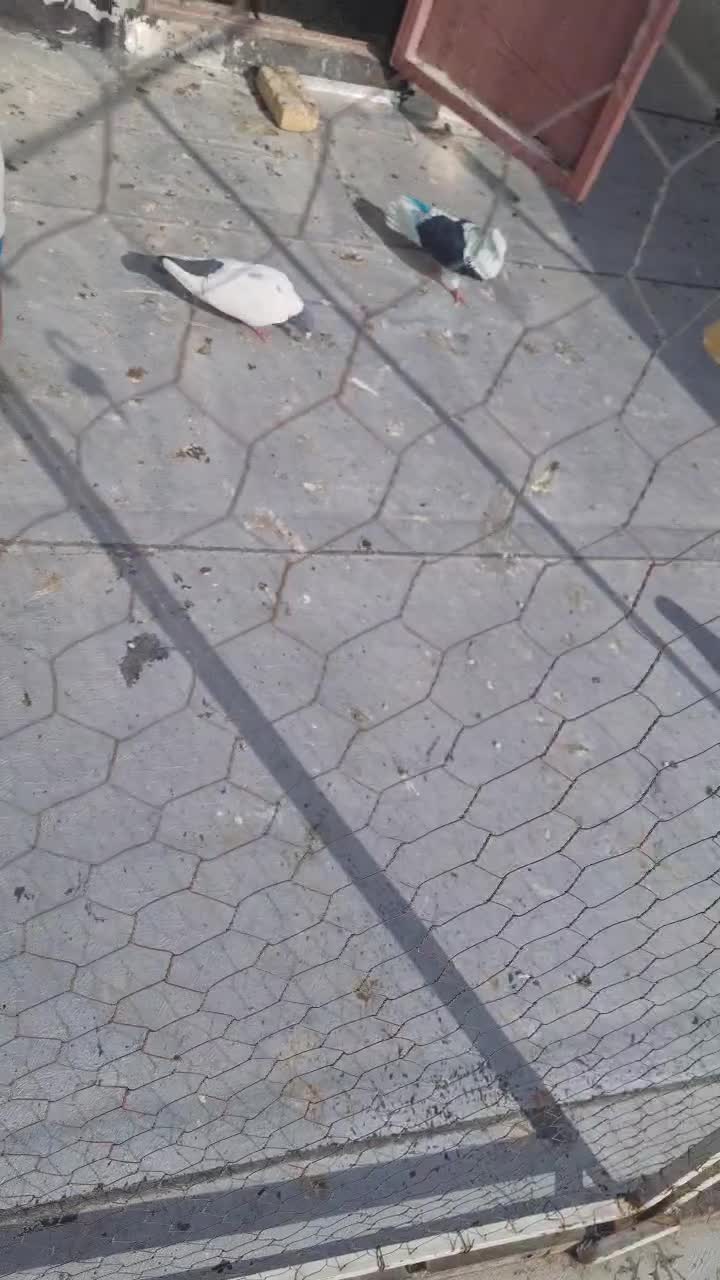 طوقی نر|پرنده|اردبیل, |دیوار