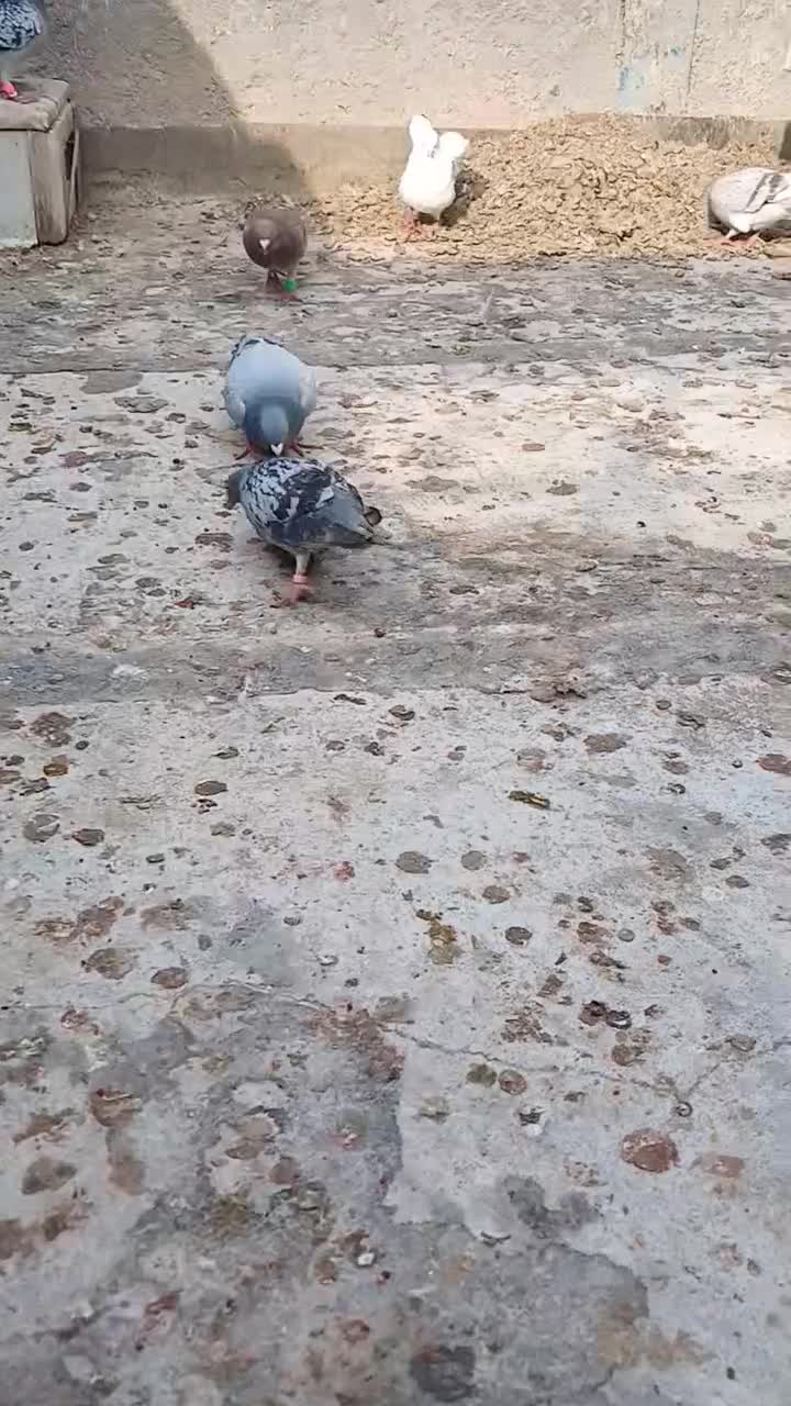 ۱۰تاصید|پرنده|مشهد, شهید قربانی|دیوار