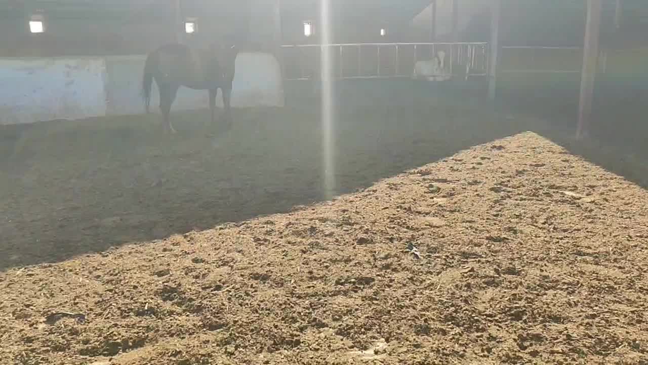 اسب ترکمن مادیان|اسب و تجهیزات اسبسواری|قزوین, |دیوار