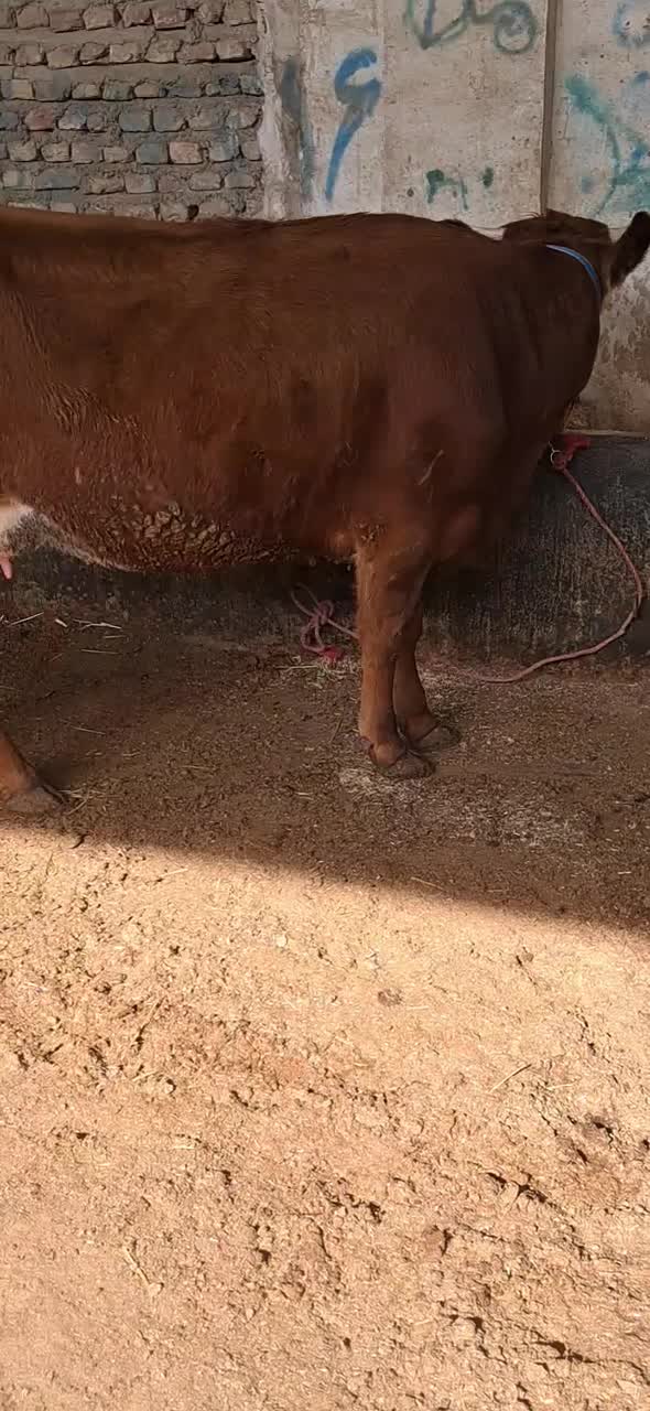 ۲ راس گاو ابستن|حیوانات مزرعه|گنبد کاووس, |دیوار