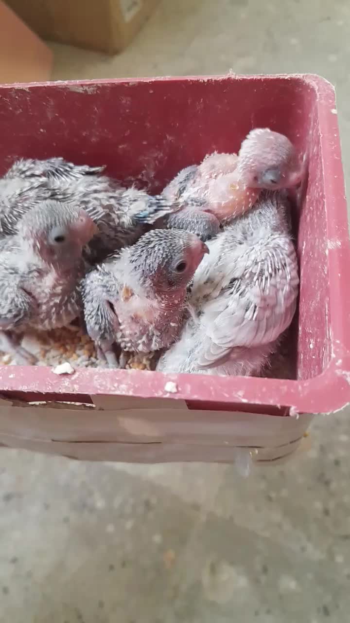 جفت بالغ|پرنده|گلبهار, شهر جدید گلبهار|دیوار