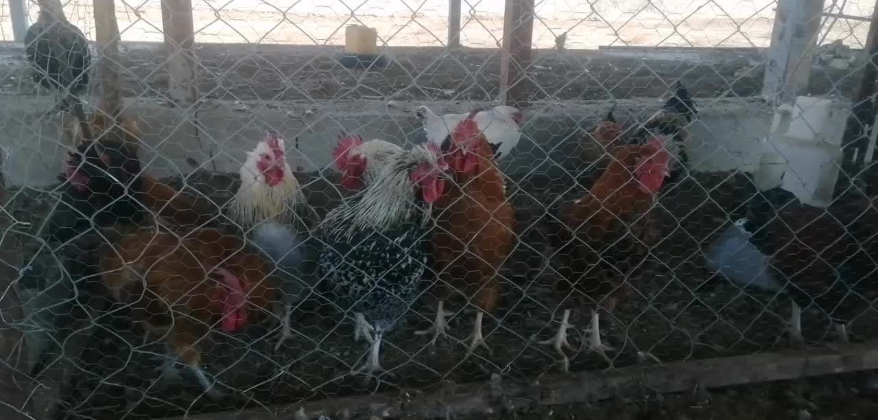 خروس محلی|حیوانات مزرعه|زبرخان, |دیوار