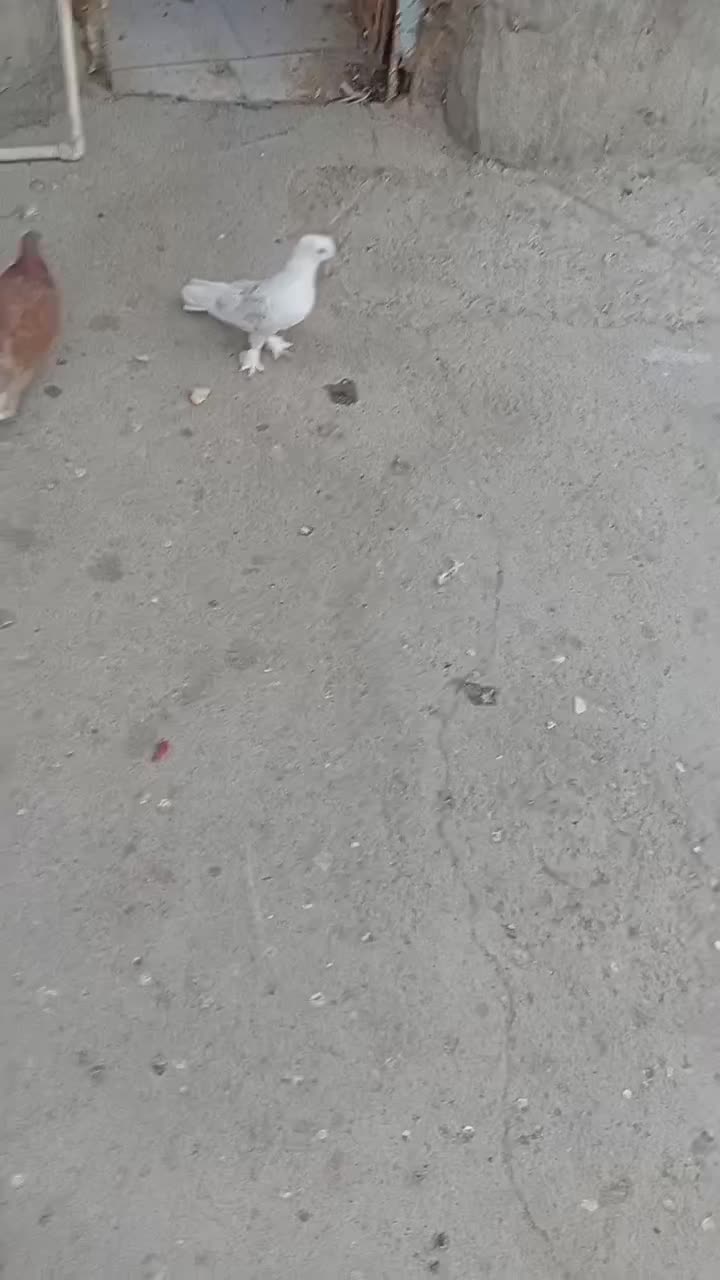 کبوترجوجه‌درجایی|پرنده|میناب, |دیوار