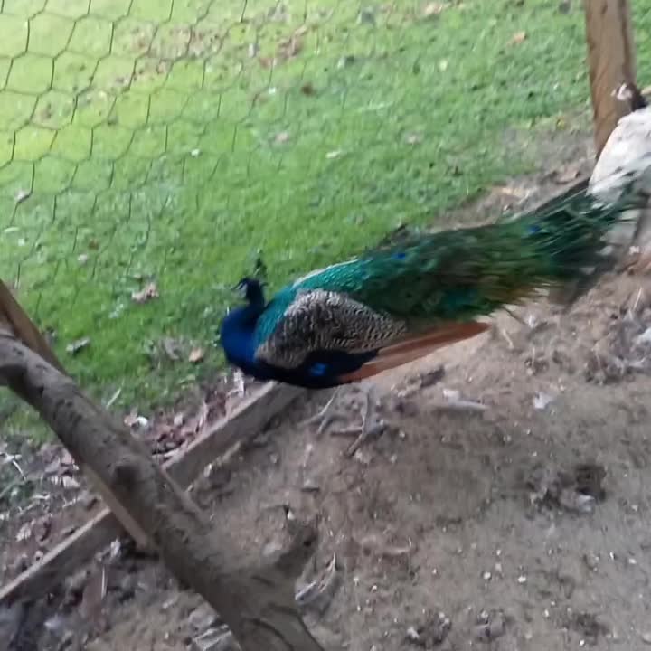 پرنده بهشتی|پرنده|بندر انزلی, جفرود پایین|دیوار