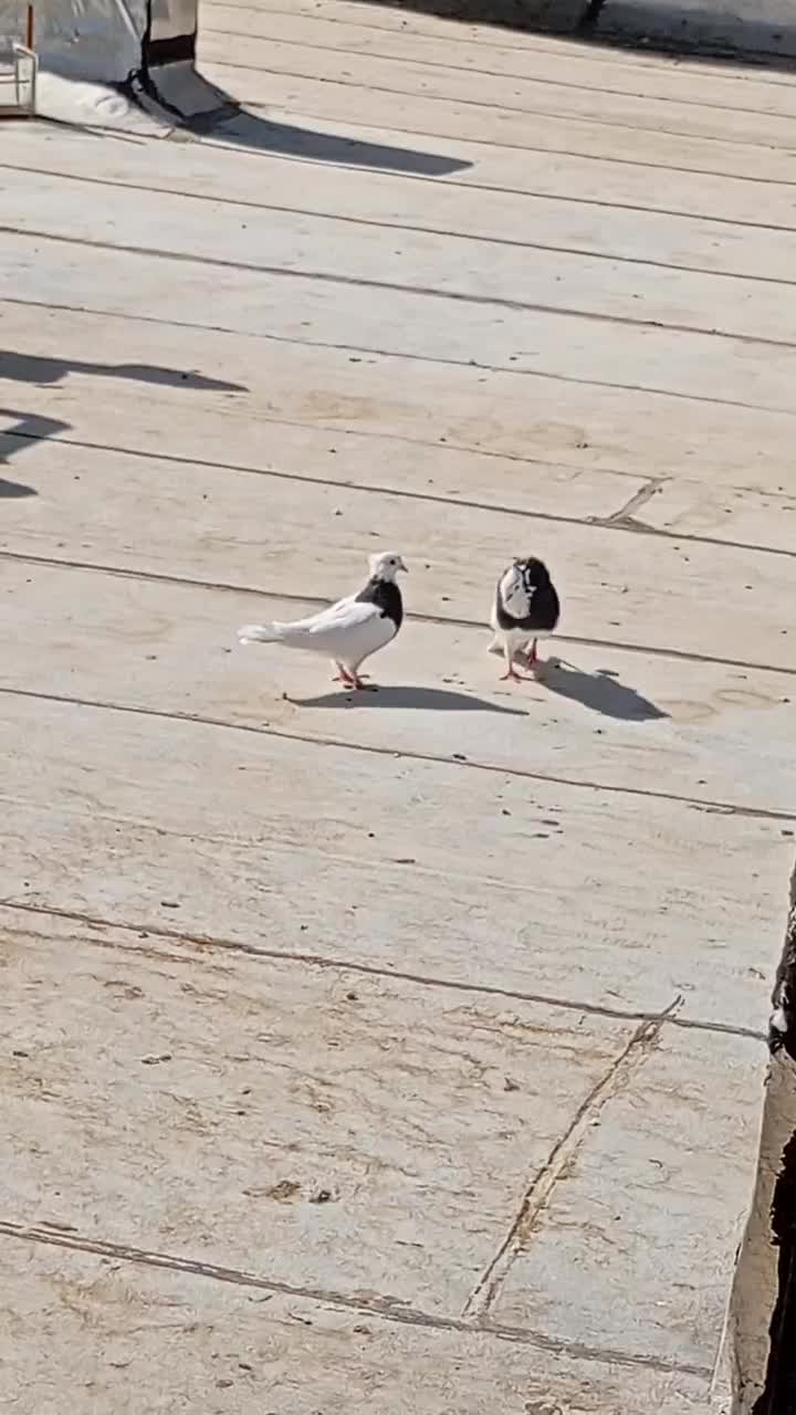 کبوتر طوقی پرشی|پرنده|تهران, قصر فیروزه ۲|دیوار