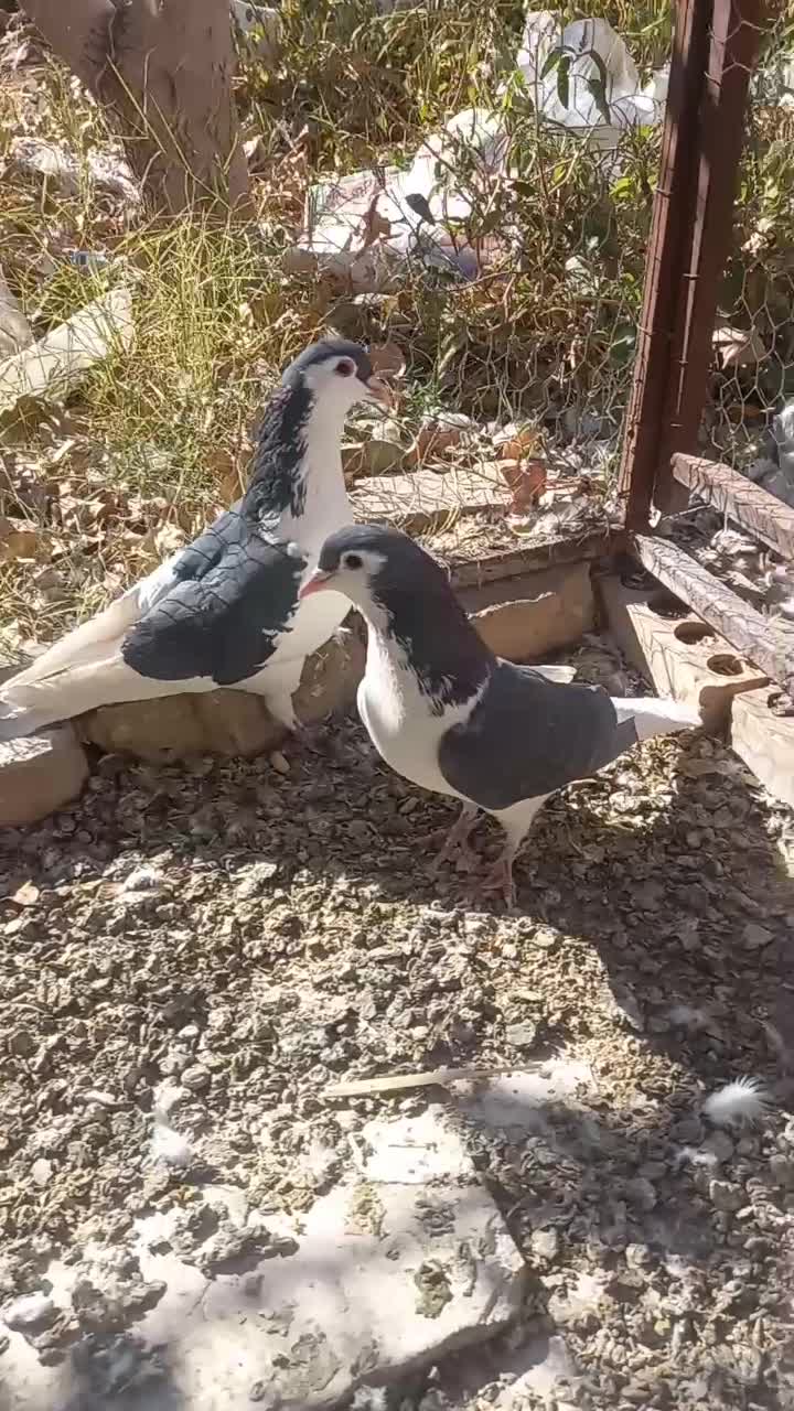 چپ سیاه|پرنده|رفسنجان, |دیوار