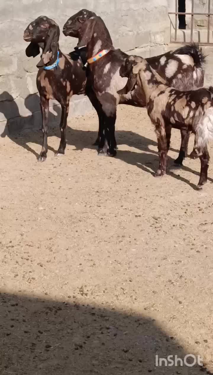 دو راس بز پاکستانی 40خال اصیل درشت|حیوانات مزرعه|تربت جام, جامرود|دیوار