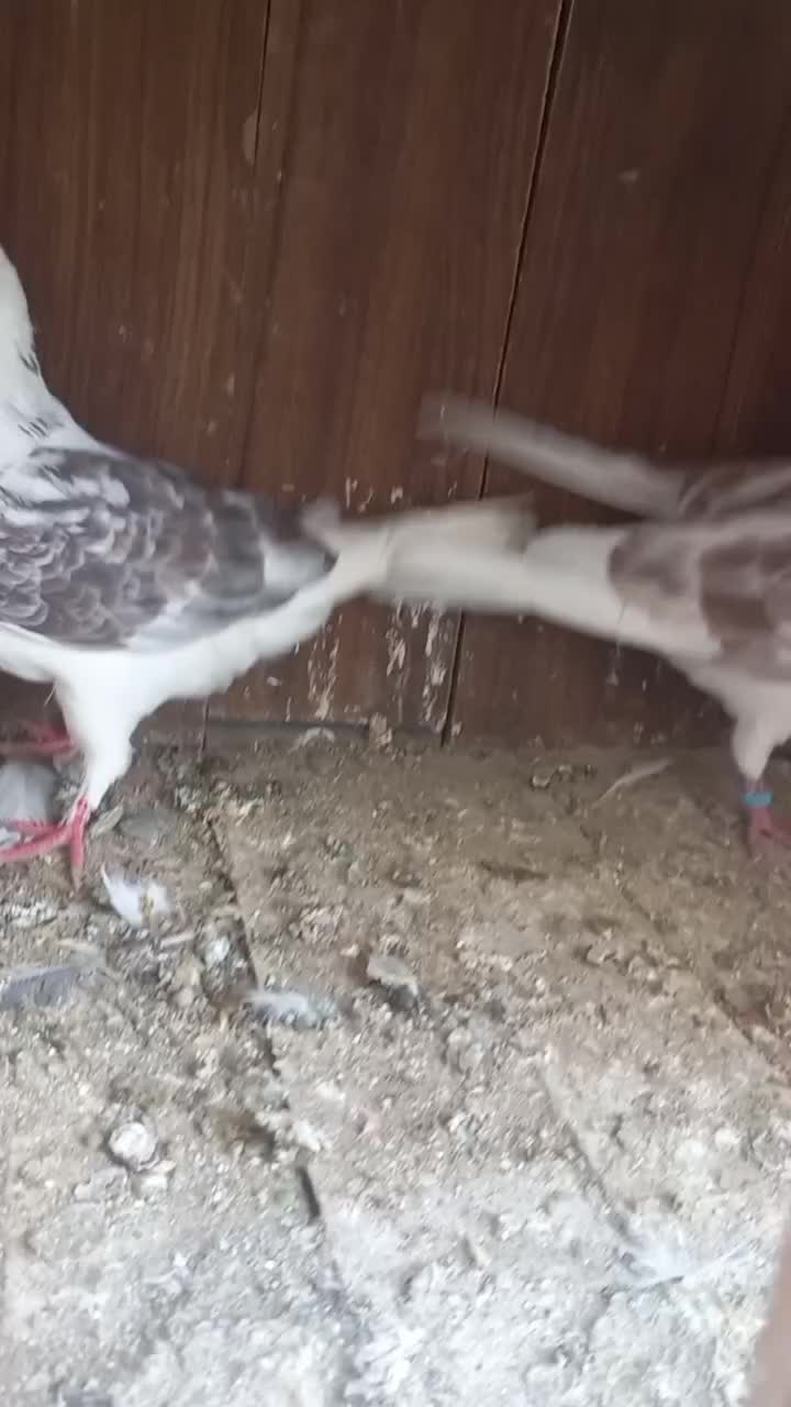 کفتر پرشی|پرنده|قم, انسجام|دیوار