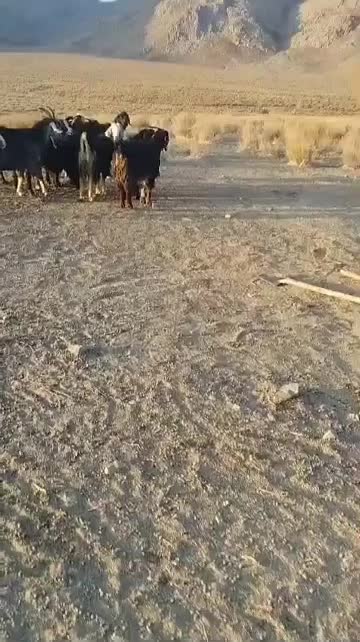 فروشنده|حیوانات مزرعه|جنت, |دیوار