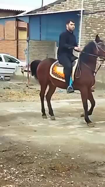 اسب|اسب و تجهیزات اسب‌سواری|ارومیه, |دیوار