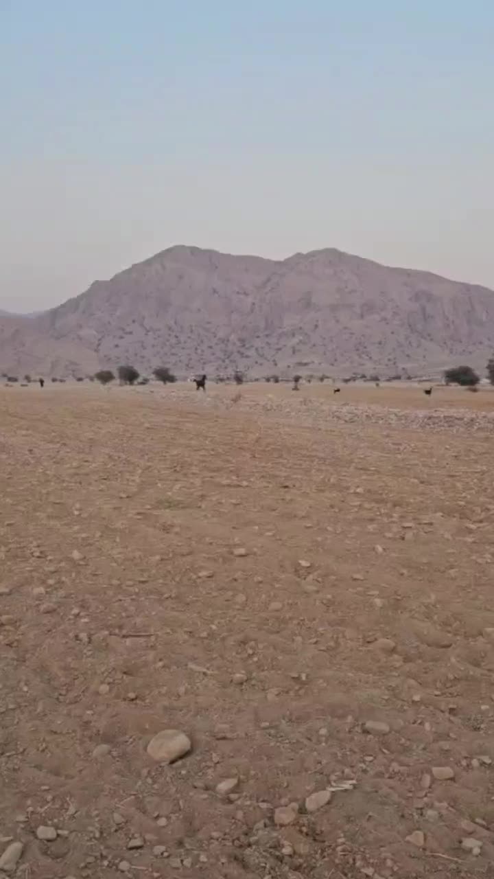 کره نریون|اسب و تجهیزات اسب‌سواری|بهبهان, |دیوار