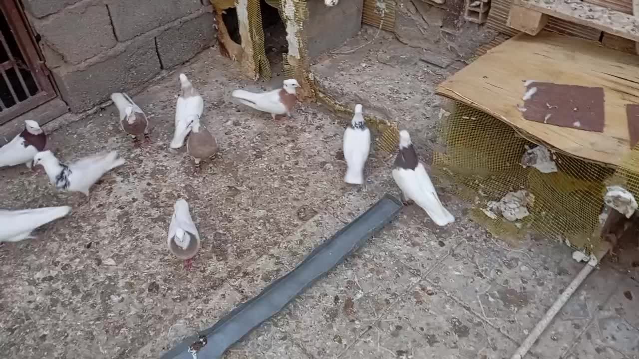 فروش جفت طوقی دم تخم|پرنده|نرماشیر, |دیوار