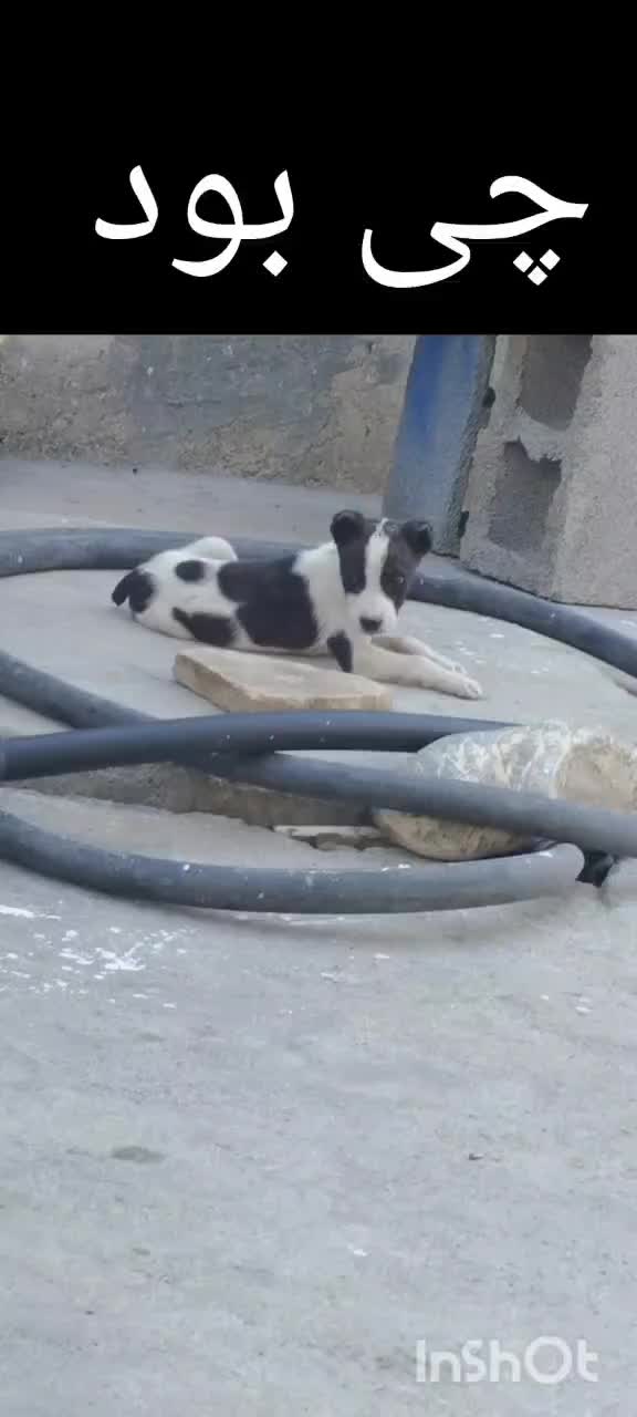 توله سگ میکس خراسانی الابای|سگ|دینور, |دیوار