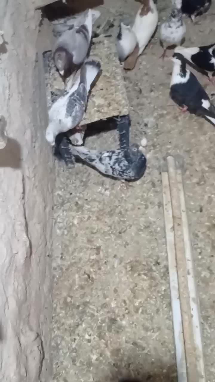 کبوتر قره پشت سینه ساده چپ شامی|پرنده|قوچان, |دیوار