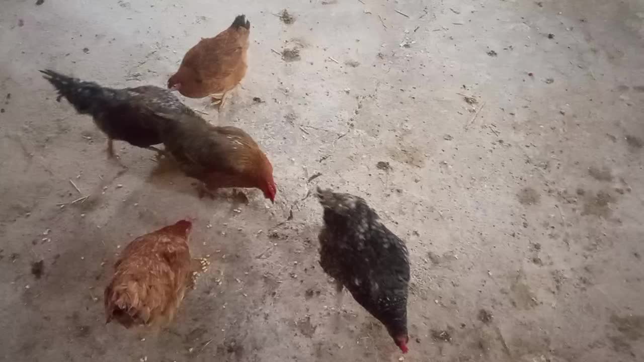 مرغ وخروس|حیوانات مزرعه|جوانرود, |دیوار