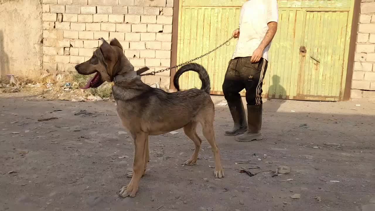 سرابی گم شده|حیوانات|تبریز, |دیوار