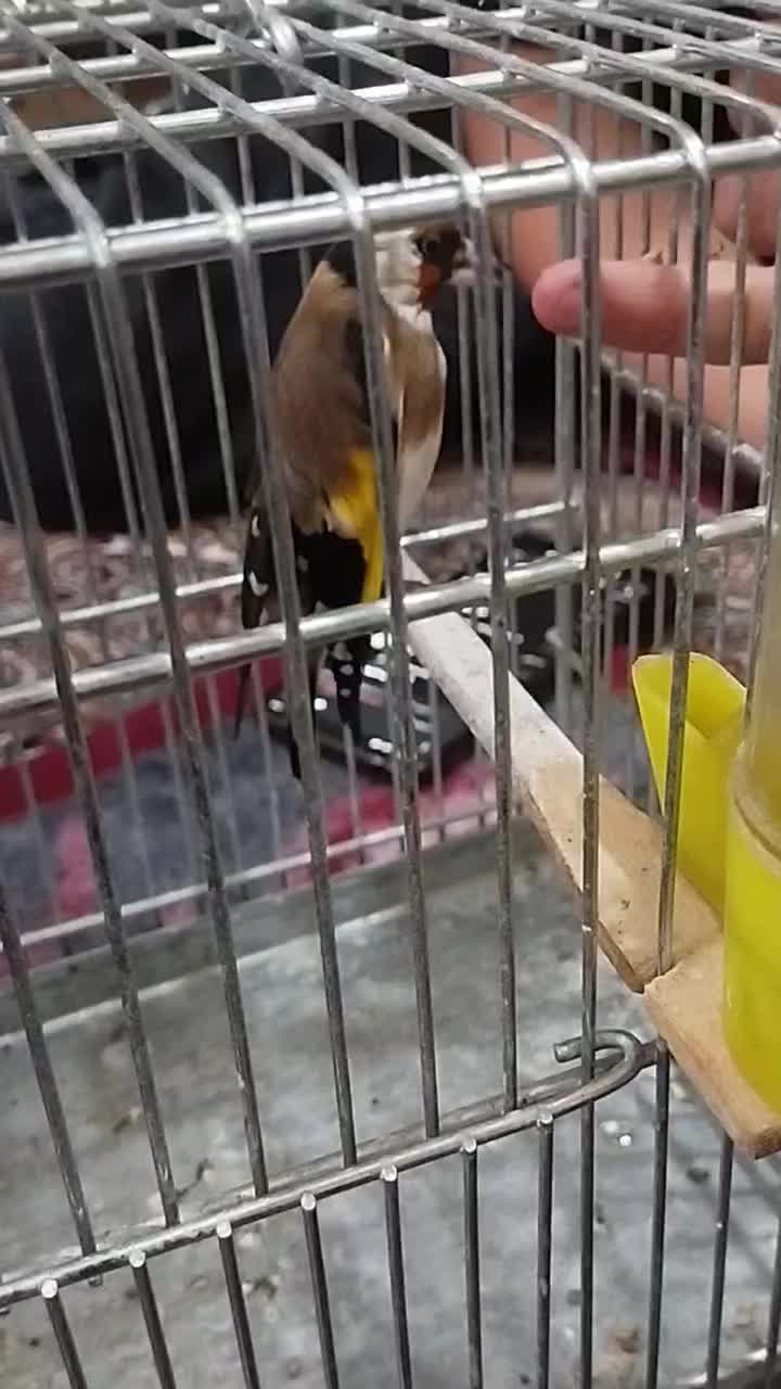 سهره نر دستی|پرنده|تبریز, |دیوار