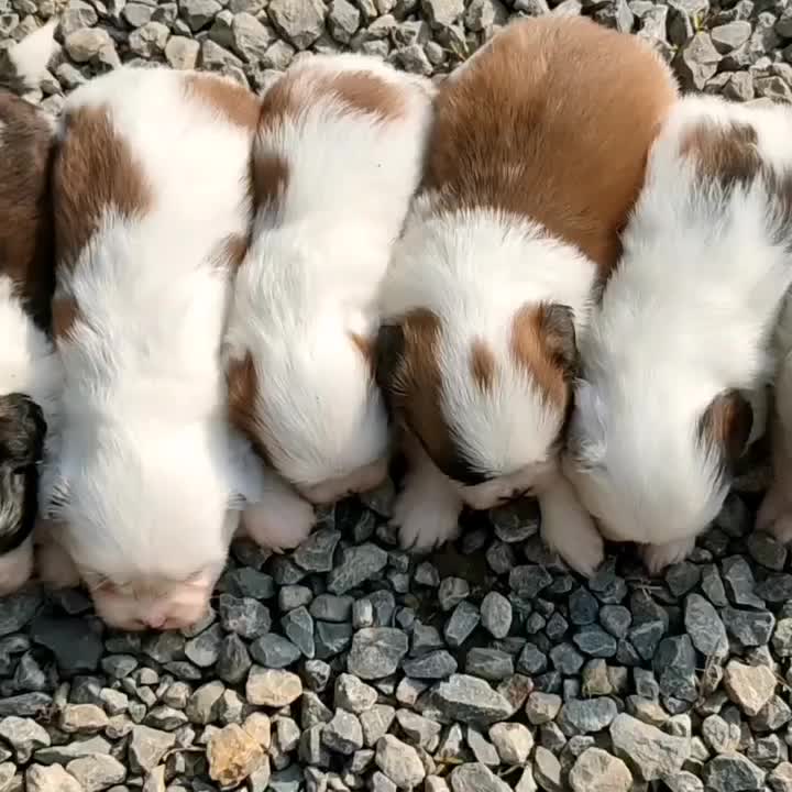 شیتزو کراس درجه یک|سگ|رشت, شهرک آیت الله منتظری|دیوار