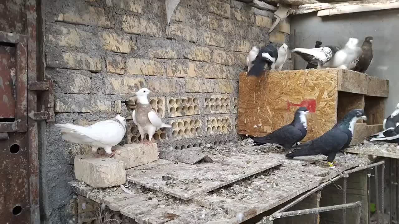 فروش کبوتر بهبهانی|پرنده|شیراز, شهرک جماران|دیوار