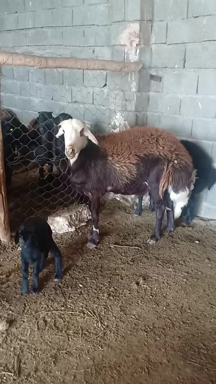 گوسفند پلنگی|حیوانات مزرعه|جغتای, |دیوار