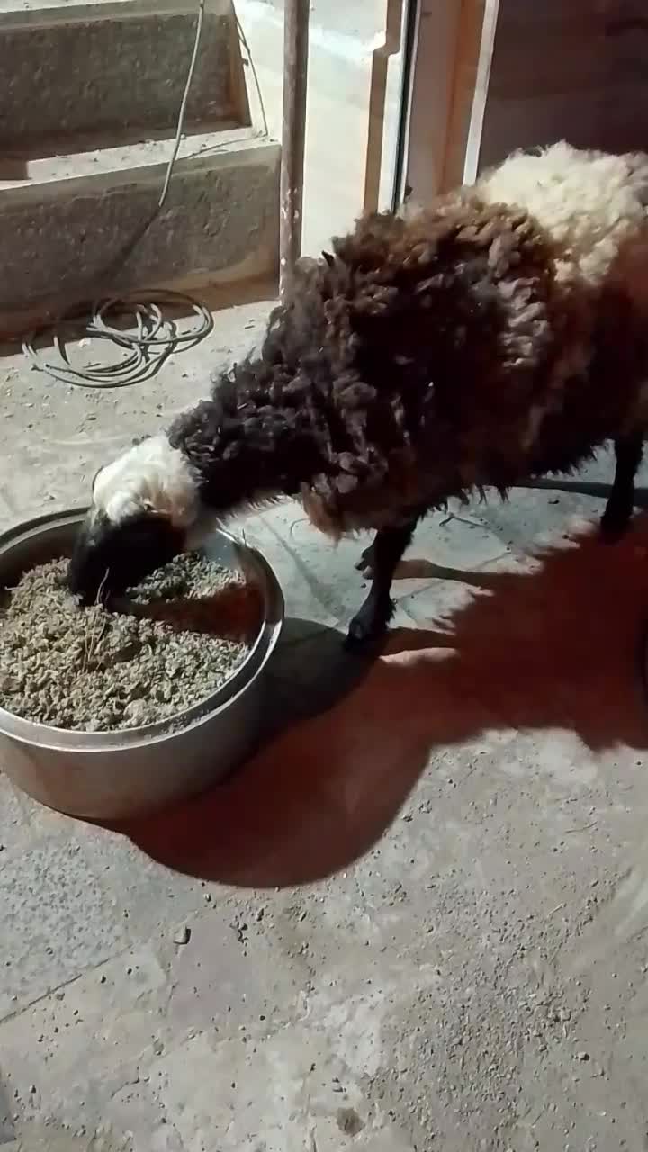 میش آبست ،جوان‌.|حیوانات مزرعه|درمیان, |دیوار