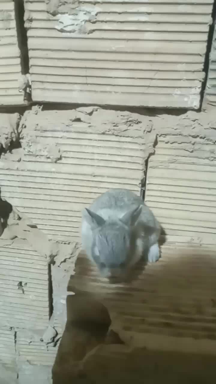 یک عدد بچه خرگوش لپ|موش و خرگوش|جوادآباد, |دیوار