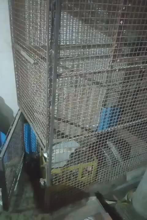 قفس آهنی|لوازم جانبی حیوانات|بند زرک, |دیوار